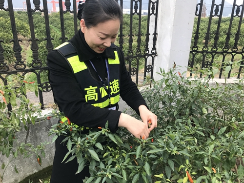 圖為員工采摘豐收果實(shí)   陳瑩攝_副本.jpg